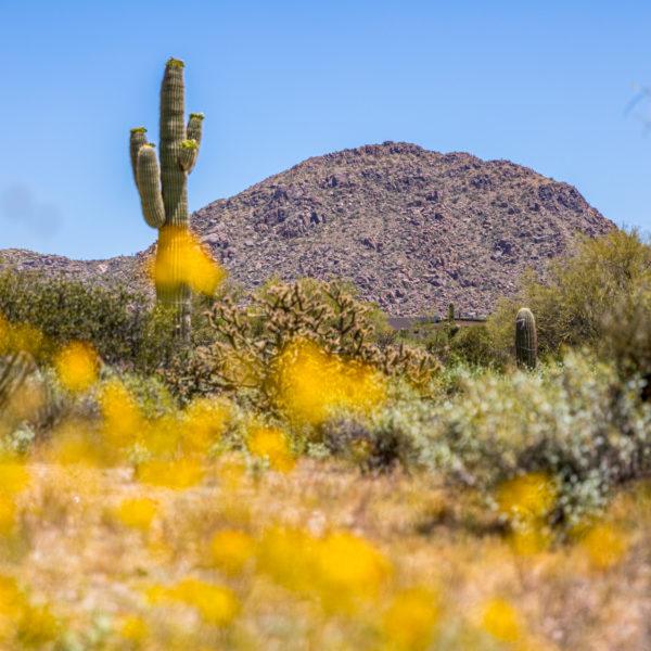 Scottsdale Land Alert! 2.5 Acres of Pristine Desert for Sale Cashman Partners Russ Lyon